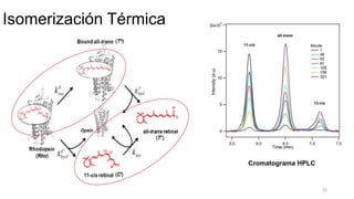24
Cromatograma HPLC
Isomerización Térmica
 