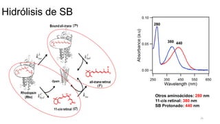 25
Otros aminoácidos: 280 nm
11-cis retinal: 380 nm
SB Protonado: 440 nm
Hidrólisis de SB
 