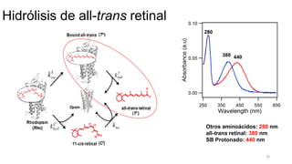 26
Hidrólisis de all-trans retinal
Otros aminoácidos: 280 nm
all-trans retinal: 380 nm
SB Protonado: 440 nm
 