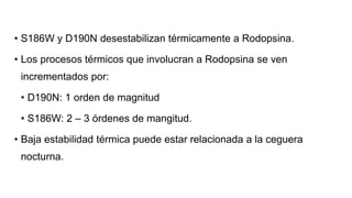• S186W y D190N desestabilizan térmicamente a Rodopsina.
• Los procesos térmicos que involucran a Rodopsina se ven
incrementados por:
• D190N: 1 orden de magnitud
• S186W: 2 – 3 órdenes de mangitud.
• Baja estabilidad térmica puede estar relacionada a la ceguera
nocturna.
 