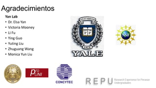 Yan Lab
• Dr. Elsa Yan
• Victoria Mooney
• Li Fu
• Ying Guo
• Yuting Liu
• Zhuguang Wang
• Monica Yun Liu
Agradecimientos
 