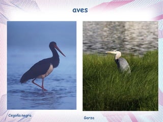 Cegoña negra
aves
Garza
 
