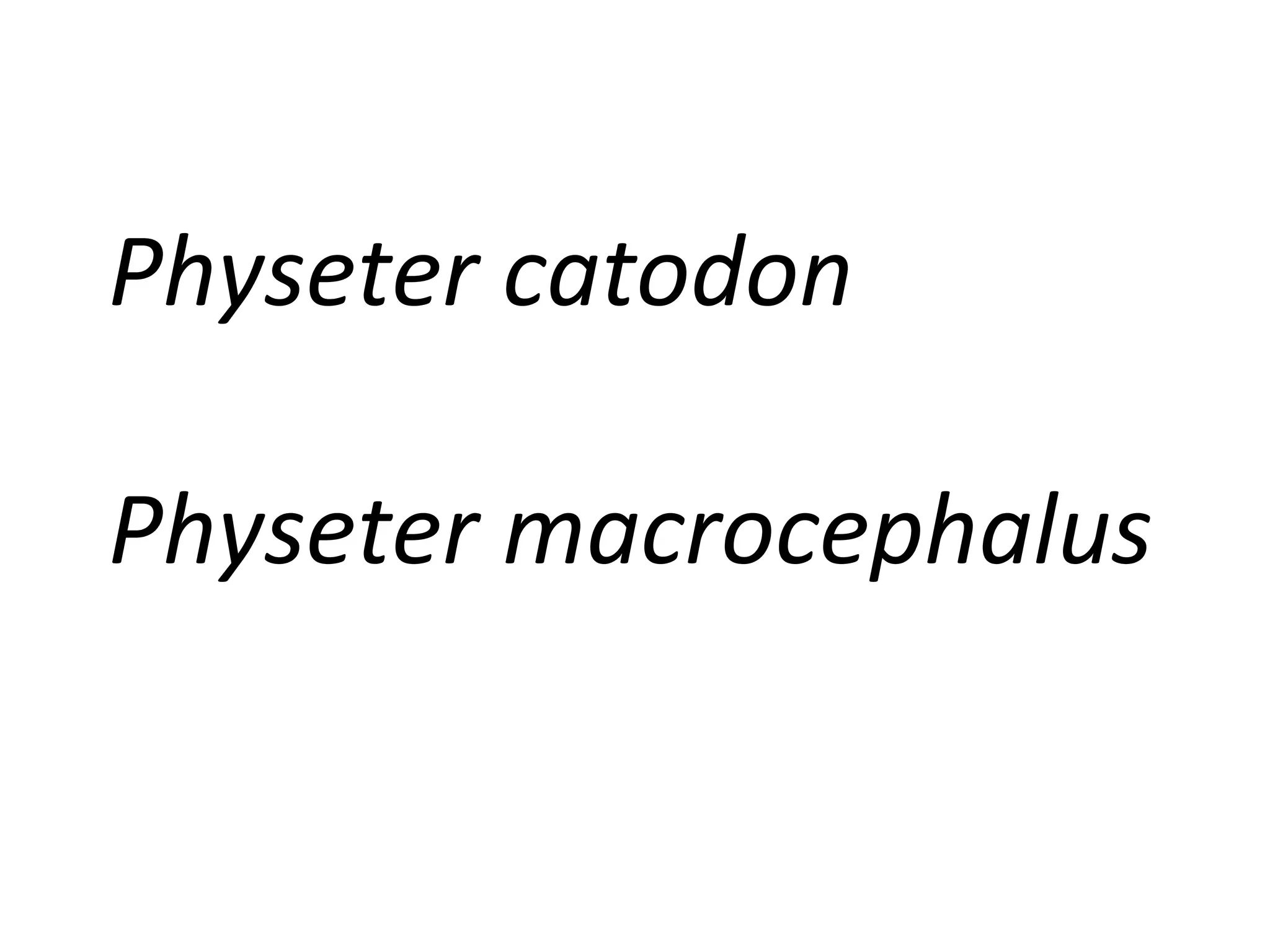 Physeter catodon Physeter macrocephalus 