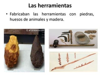 Las herramientas
• Fabricaban las herramientas con piedras,
huesos de animales y madera.