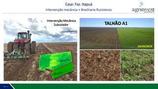 PÁG. 2 12PÁG. 11
TALHÃO A1
Intervenção Mecânica
Subsolador
20/04/2018
Case: Faz. Itapuá
Intervenção mecânica + Brachiaria Ruziziensis
 