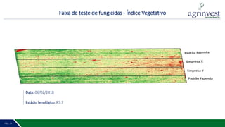 Faixa de teste de fungicidas - Índice Vegetativo
PÁG. 2 14PÁG. 13
Data: 06/02/2018
Estádio fenológico: R5.3
 