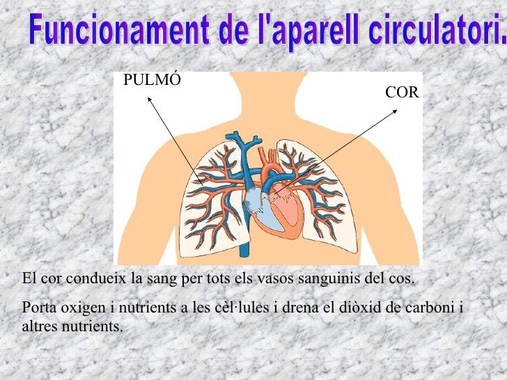 Com funciona l\'aparell circulatori