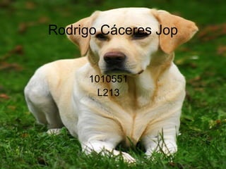 Rodrigo Cáceres Jop 1010551 L213 