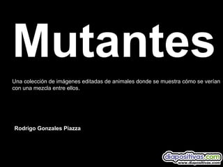 Mutantes
Una colección de imágenes editadas de animales donde se muestra cómo se verían
con una mezcla entre ellos.
Rodrigo Gonzales Piazza
 