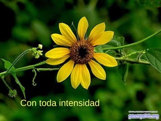 Con toda intensidad
 