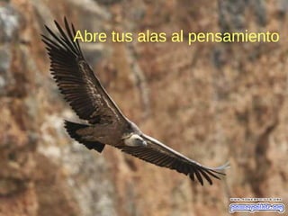 Abre tus alas al pensamiento
 