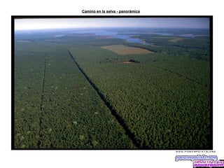 Camino en la selva - panorámica
 