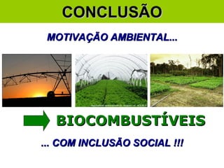CONCLUSÃO MOTIVAÇÃO AMBIENTAL... X X X BIOCOMBUSTÍVEIS ... COM INCLUSÃO SOCIAL !!! 