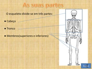 O esqueleto divide-se em três partes:
● Cabeça

● Tronco
● Membros(superiores e inferiores)

Índice

 