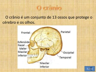 O crânio é um conjunto de 13 ossos que protege o
cérebro e os olhos.

Índice

 