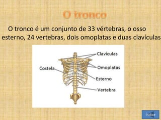 O tronco é um conjunto de 33 vértebras, o osso
esterno, 24 vertebras, dois omoplatas e duas clavículas.

Índice

 