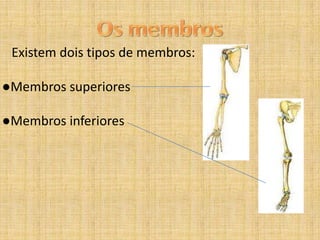 Existem dois tipos de membros:
●Membros superiores
●Membros inferiores

 