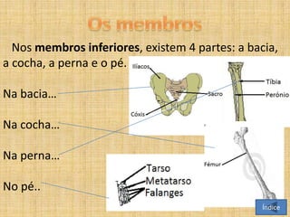 Nos membros inferiores, existem 4 partes: a bacia,
a cocha, a perna e o pé.
Na bacia…

Na cocha…
Na perna…
No pé..
Índice

 