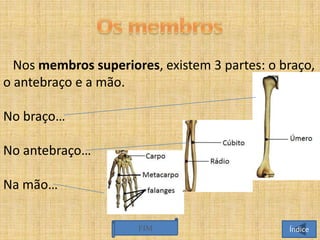 Nos membros superiores, existem 3 partes: o braço,
o antebraço e a mão.
No braço…
No antebraço…
Na mão…
FIM

Índice

 
