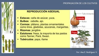 REPRODUCCIÓN ASEXUAL
Estacas: caña de azúcar, yuca.
Bulbos: cebolla, ajo.
Cormos: plátano, plantas ornamentales
como lirios, gladiolas, azucenas, margaritas.
Rizomas: jengibre
Estolones: fresa, la mayoría de los pastos
como Tanner, Pará, Swazi.
Tubérculos: papa, ñame
Papa
Cebolla
7
