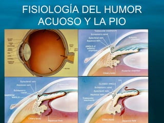 FISIOLOGÍA DEL HUMOR
ACUOSO Y LA PIO
 