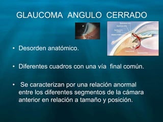 GLAUCOMA ANGULO CERRADO
• Desorden anatómico.
• Diferentes cuadros con una vía final común.
• Se caracterizan por una relación anormal
entre los diferentes segmentos de la cámara
anterior en relación a tamaño y posición.
 