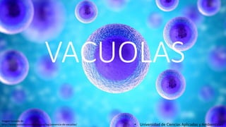 VACUOLAS
• Universidad de Ciencias Aplicadas y Ambientales
Imagen tomada de:
http://www.reproduccionasistida.org/tag/presencia-de-vacuolas/
 