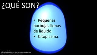 ¿QUÉ SON?
• Pequeñas
burbujas llenas
de liquido.
• Citoplasma.
Imagen tomada de:
http://portalacademico.cch.unam.mx/alumno/biologia1/unid
ad1/estructuraseucariotas/animalesvegetales
 