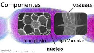 Componentes
Imagen tomada de:
http://www.biologia.edu.ar/botanica/tema8/8-5vacuola.htm
Tono plasto Jugo Vacuolar
 
