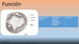 Función
Imagen tomada de:
http://www.asturnatura.com/articulos/ribosomas-membranas/vacuolas.php
Estructura por
presión
Almacenan
material
alimenticio,
pigmentos y
desechos
Digestión.
 