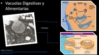 • Vacuolas Digestivas y
Alimentarias
Protozoo
Imágenes tomadas de:
http://www.sceu.frba.utn.edu.ar/dav/homovidens/lopez.ana/final%20Ana%20Lopez/trabajo
%20final/exocitosis.html
 