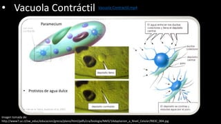 • Vacuola Contráctil
• Protistos de agua dulce
Paramecium
Imagen tomada de:
http://www7.uc.cl/sw_educ/educacion/grecia/plano/html/pdfs/cra/biologia/NM3/1Adaptacion_a_Nivel_Celular/RB3C_004.jpg
Vacuola Contractil.mp4
 