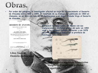 •

Por orden del gobierno, el investigador efectuó un viaje de reconocimiento al Desierto
de Atacama entre 1853 y 1854. El resultado de su trabajo fue publicado en 1860 en
Alemania, en un libro con más de 27 ilustraciones y un mapa, titulado Viaje al Desierto
de Atacama.

o Enriqueció las colecciones del Museo con sus
exploraciones a distintos puntos del país: en 1852
viajó a los volcanes Calbuco y Osorno; y en 1878
recorrió Matanzas y Cahuil, en la provincia de
Colchagua.

Libro Viaje al
Desierto de Atacama.
Helocephalus nigriceps Proctotretus
bisignatus Proctotretus pallidus
(Lagartijas).

 