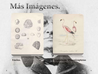 Fósiles.

Flamencos. (Phoenicopterus
andinus Ph)

 