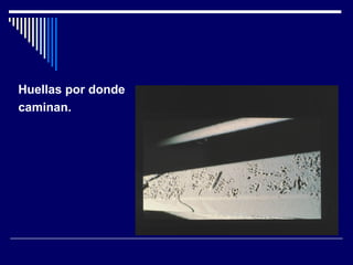 Huellas por donde
caminan.
 