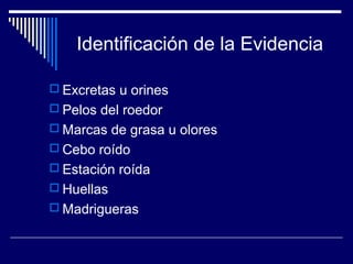 Identificación de la Evidencia
 Excretas u orines
 Pelos del roedor
 Marcas de grasa u olores
 Cebo roído
 Estación roída
 Huellas
 Madrigueras
 