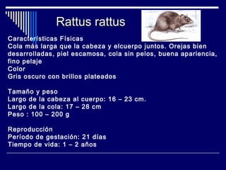 Características Físicas
Cola más larga que la cabeza y elcuerpo juntos. Orejas bien
desarrolladas, piel escamosa, cola sin pelos, buena apariencia,
fino pelaje
Color
Gris oscuro con brillos plateados
Tamaño y peso
Largo de la cabeza al cuerpo: 16 – 23 cm.
Largo de la cola: 17 – 28 cm
Peso : 100 – 200 g
Reproducción
Período de gestación: 21 días
Tiempo de vida: 1 – 2 años
Rattus rattusRattus rattus
 