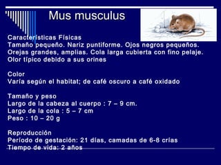 Características Físicas
Tamaño pequeño. Nariz puntiforme. Ojos negros pequeños.
Orejas grandes, amplias. Cola larga cubierta con fino pelaje.
Olor típico debido a sus orines
Color
Varía según el habitat; de café oscuro a café oxidado
Tamaño y peso
Largo de la cabeza al cuerpo : 7 – 9 cm.
Largo de la cola : 5 – 7 cm
Peso : 10 – 20 g
Reproducción
Período de gestación: 21 días, camadas de 6-8 crías
Tiempo de vida: 2 años
Mus musculusMus musculus
 
