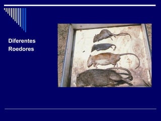 Diferentes
Roedores
 