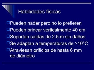 Habilidades físicas
Pueden nadar pero no lo prefieren
Pueden brincar verticalmente 40 cm
Soportan caídas de 2.5 m sin daños
Se adaptan a temperaturas de >10°C
Atraviesan orificios de hasta 6 mm
de diámetro
 