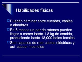 Habilidades físicas
Pueden caminar entre cuerdas, cables
o alambres
En 6 meses un par de ratones pueden
llegar a comer hasta 1.8 kg de comida,
produciendo hasta 18,000 bolos fecales
Son capaces de roer cables eléctricos y
asi causar incendios
 