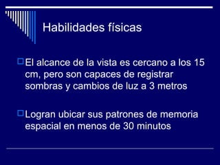 Habilidades físicas
El alcance de la vista es cercano a los 15
cm, pero son capaces de registrar
sombras y cambios de luz a 3 metros
Logran ubicar sus patrones de memoria
espacial en menos de 30 minutos
 