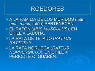 Laucha Raton Roedores ySalud Pública | PPT