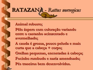 RATAZANA - Rattus norvegicus

 Animal robusto;
 Pêlo áspero com coloração variando
 entre o castanho acinzentado e
 avermelhado;
 A cauda é grossa, pouco peluda e mais
 curta que a cabeça + corpo;
 Orelhas pequenas, encostadas à cabeça;
 Focinho rombudo e nariz amendoado;
 Pés traseiros bem desenvolvidos.
 