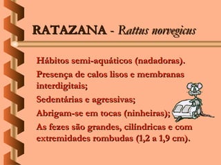 RATAZANA - Rattus norvegicus

Hábitos semi-aquáticos (nadadoras).
Presença de calos lisos e membranas
interdigitais;
Sedentárias e agressivas;
Abrigam-se em tocas (ninheiras);
As fezes são grandes, cilíndricas e com
extremidades rombudas (1,2 a 1,9 cm).
 