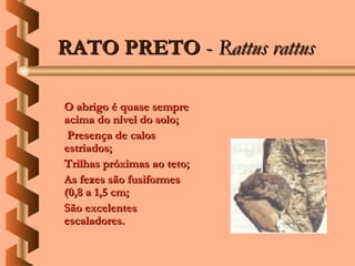 RATO PRETO - Rattus rattus

O abrigo é quase sempre
acima do nível do solo;
 Presença de calos
estriados;
Trilhas próximas ao teto;
As fezes são fusiformes
(0,8 a 1,5 cm;
São excelentes
escaladores.
 