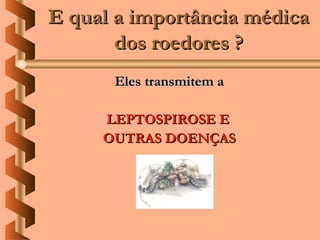 E qual a importância médica
       dos roedores ?
      Eles transmitem a

     LEPTOSPIROSE E
     OUTRAS DOENÇAS
 