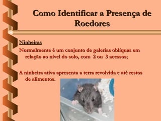 Como Identificar a Presença de
               Roedores

Ninheiras
Normalmente é um conjunto de galerias oblíquas em
  relação ao nível do solo, com 2 ou 3 acessos;

A ninheira ativa apresenta a terra revolvida e até restos
  de alimentos.
 