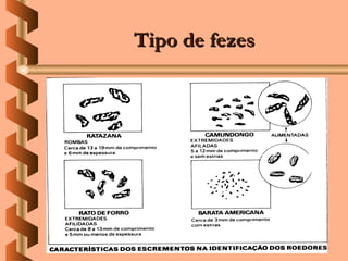 Tipo de fezes
 