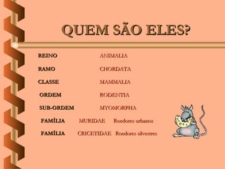 QUEM SÃO ELES?
REINO               ANIMALIA

RAMO                CHORDATA

CLASSE              MAMMALIA

ORDEM               RODENTIA

SUB-ORDEM           MYOMORPHA

FAMÍLIA     MURIDAE      Roedores urbanos

FAMÍLIA     CRICETIDAE Roedores silvestres
 